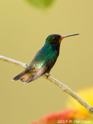 Rufous-throated-Sapphire.jpg
