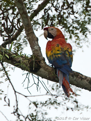 Scarlet-Macaw.jpg