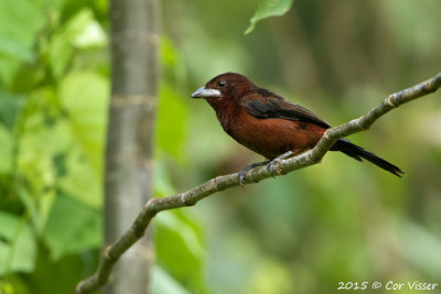 Silvery-beaked-Tanager.jpg