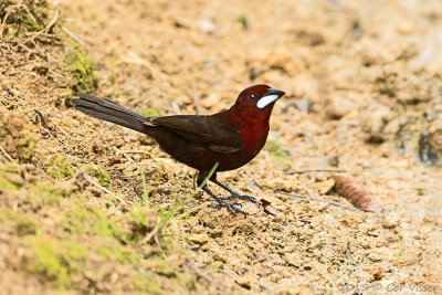 Silvery-beaked-Tanager-1.jpg