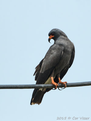 Snail-Kite.jpg