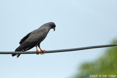 Snail-Kite-2.jpg