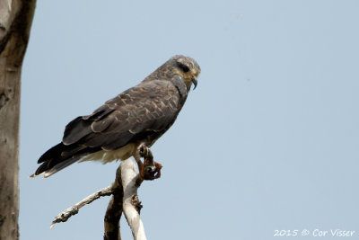 Snail-Kite-3.jpg