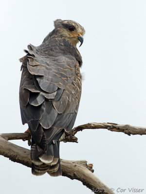 Snail-Kite-4.jpg