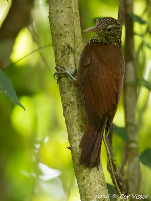 Straight-billed-Woodcreeper.jpg