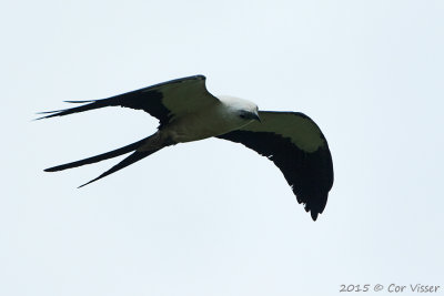 Swallow-tailed-Kite.jpg