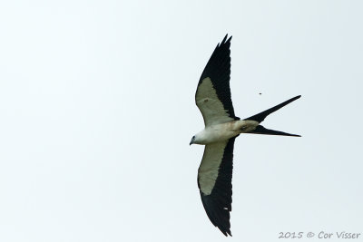 Swallow-tailed-Kite-1.jpg
