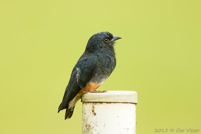Swallow-winged-Puffbird.jpg