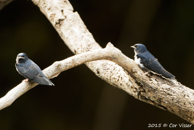 White-banded-Swallow.jpg
