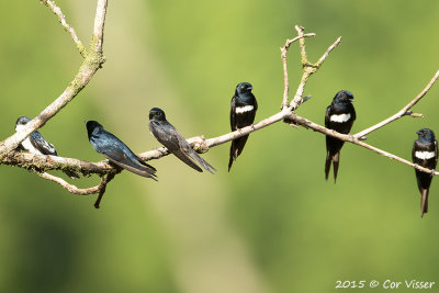 White-banded-Swallow-1.jpg