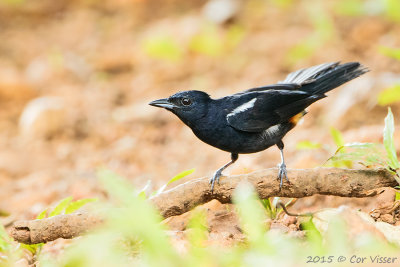 White-shouldered Tanager / Witschoudertangare