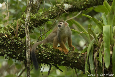 Squirrel monkey / Doodshoofdaapje