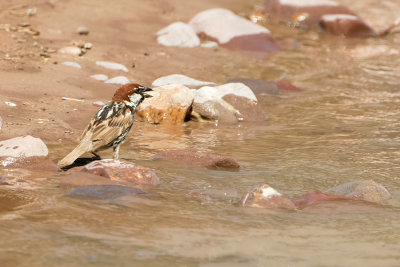Indian-Sparrow.jpg