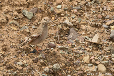 Mongolian-Finch.jpg