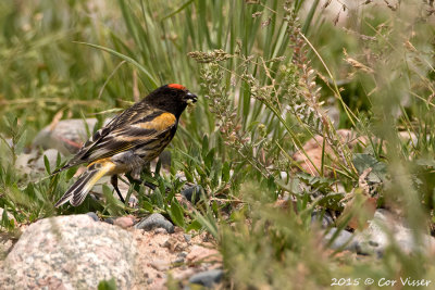 Red-fronted-Serin.jpg