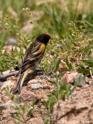 Red-fronted-Serin-2.jpg