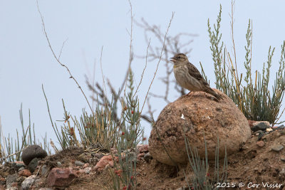 Rock-Sparrow.jpg