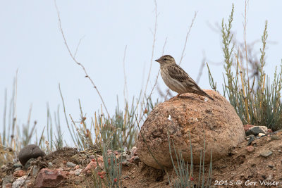 Rock-Sparrow-2.jpg