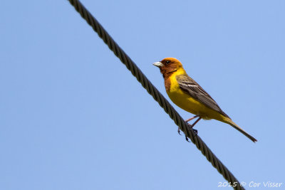 Red-headed-Bunting.jpg