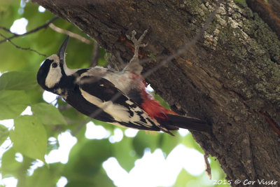 White-winged-Woodpecker.jpg