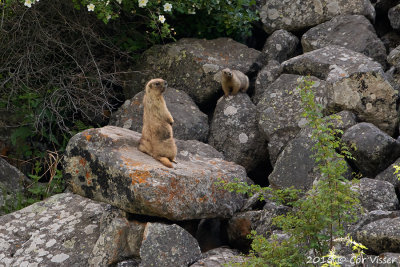 Long-tailed-Marmot.jpg