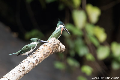 Amazon-Kingfisher-1.jpg