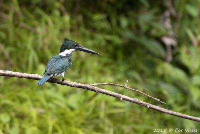 Amazon-Kingfisher-2.jpg