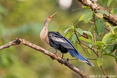 Anhinga.jpg