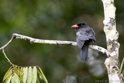 Black-Nunbird.jpg