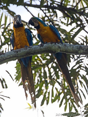 Blue-and-yellow-Macaw.jpg