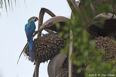 Blue-and-yellow-Macaw-2.jpg
