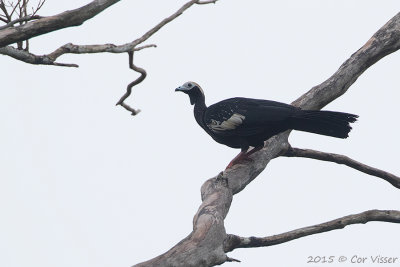 Blue-throated-Piping-Guan.jpg