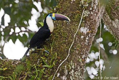 Red-billed-Toucan.jpg