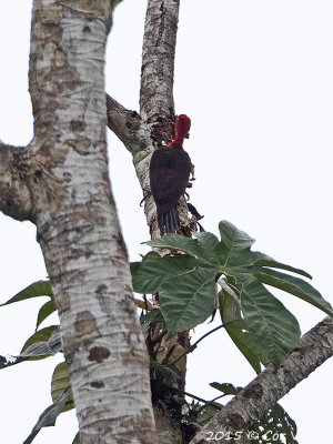 Red-necked-Woodpecker.jpg