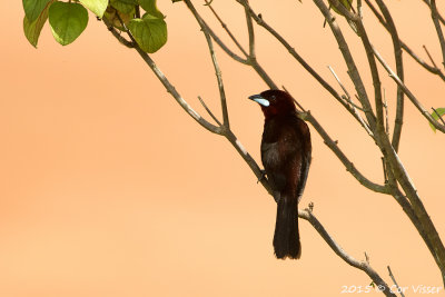 Silvery-beaked-Tanager.jpg