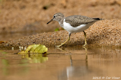 Spotted-Sandpiper.jpg