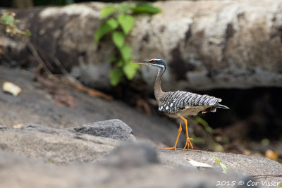 Sunbittern.jpg