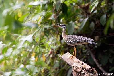 Sunbittern-1.jpg