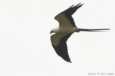 Swallow-tailed-Kite-3.jpg