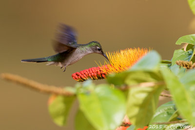 White-chinned-Sapphire.jpg
