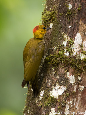 Yellow-thraoted-Woodpecker.jpg