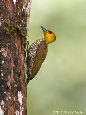 Yellow-thraoted-Woodpecker-1.jpg