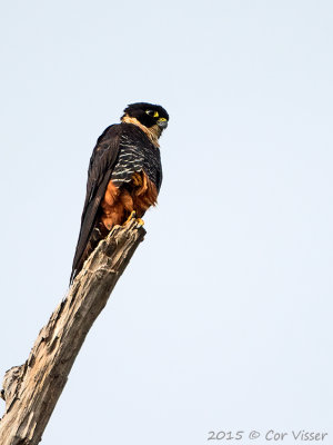 Bat-Falcon.jpg