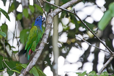 Blue-headed-Parrot.jpg