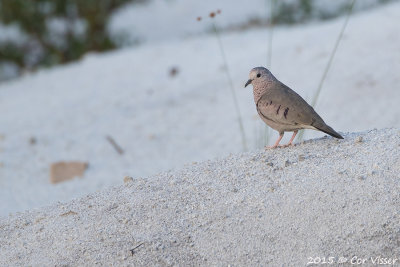 Common-Ground-Dove.jpg