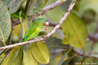 Golden-winged-Parakeet.jpg
