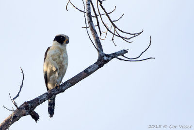 Laughing-Falcon.jpg