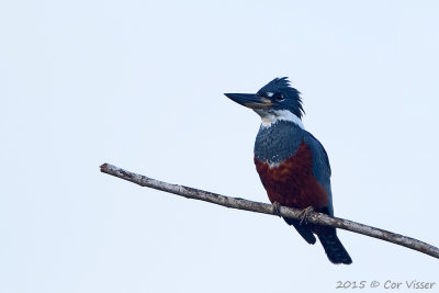 Ringed-Kingfisher.jpg