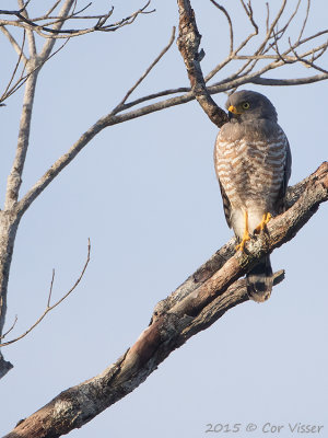 Roadside-Hawk.jpg
