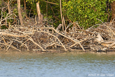 Waders.jpg